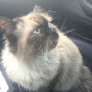 Meet your Posher, Leia